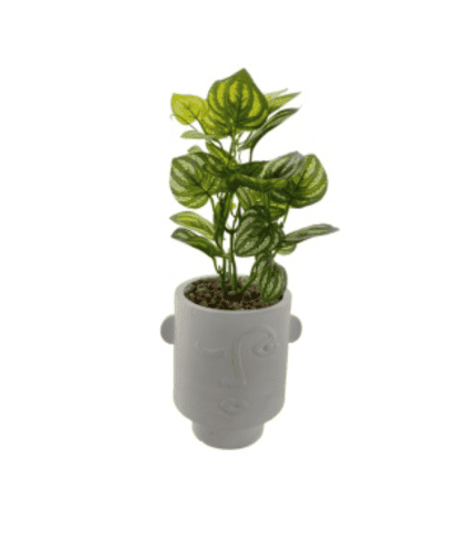 Vaso con planta de hojas verdes y venas claras en interior blanco con rostro decorativo.