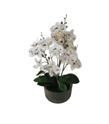 Vivero de orquídeas blancas en maceta, ideal para decorar espacios y dar un toque natural y elegante a cualquier ambiente. Perfecta para hogares y oficinas.