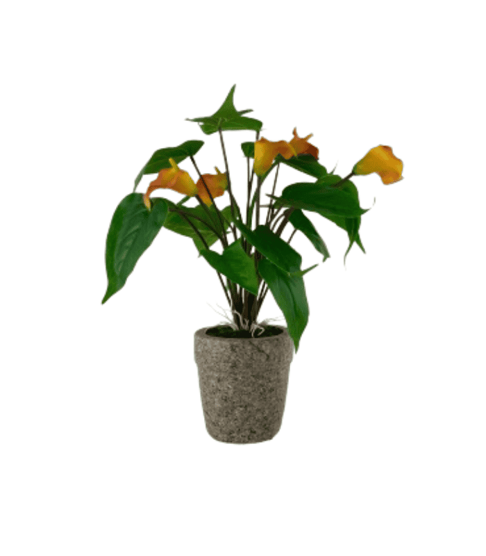 Diseño sin título (43) Calas en maceta de estilo moderno con hojas verdes y flores amarillas.