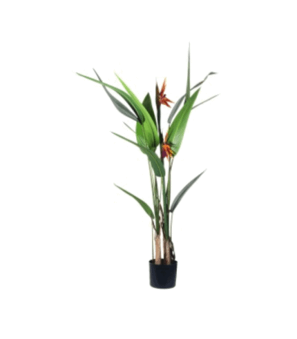 Planta ornamental en maceta con hojas largas y flores naranjas, ideal para decorar espacios interiores y exteriores.