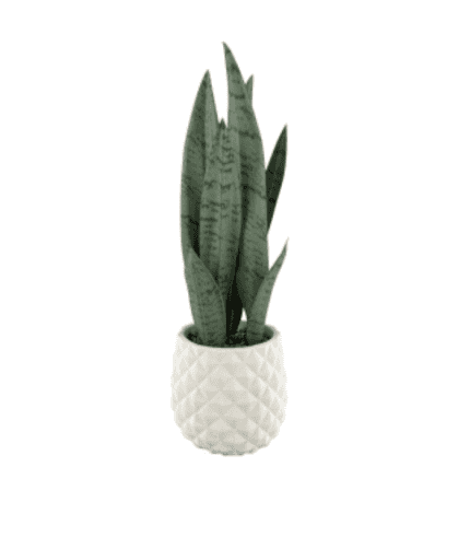 Vaso decorativo con planta de sansevieria en maceta blanca con textura geométrica, ideal para decorar espacios modernos y elegantes.