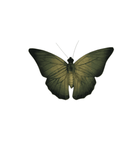 Hermosa mariposa con alas verdes y detalles delicados, perfecta para decoración natural y elegante en espacios interiores o exteriores.